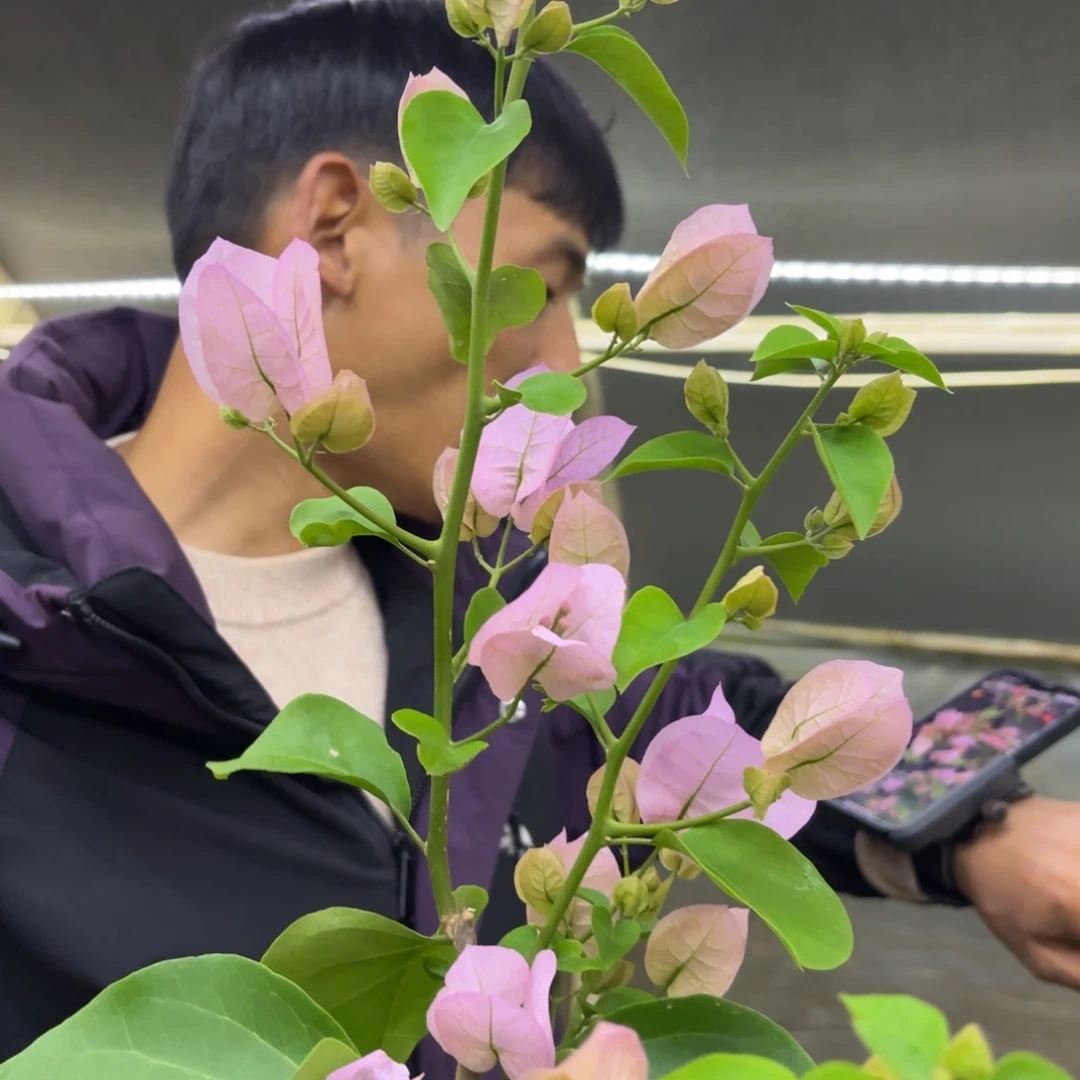 全部花苞（国际粉）三角梅会落花落叶会光杆苗有大有小