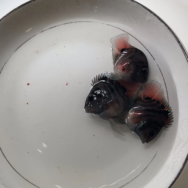 海水鱼迷你鹦鹉摩卡