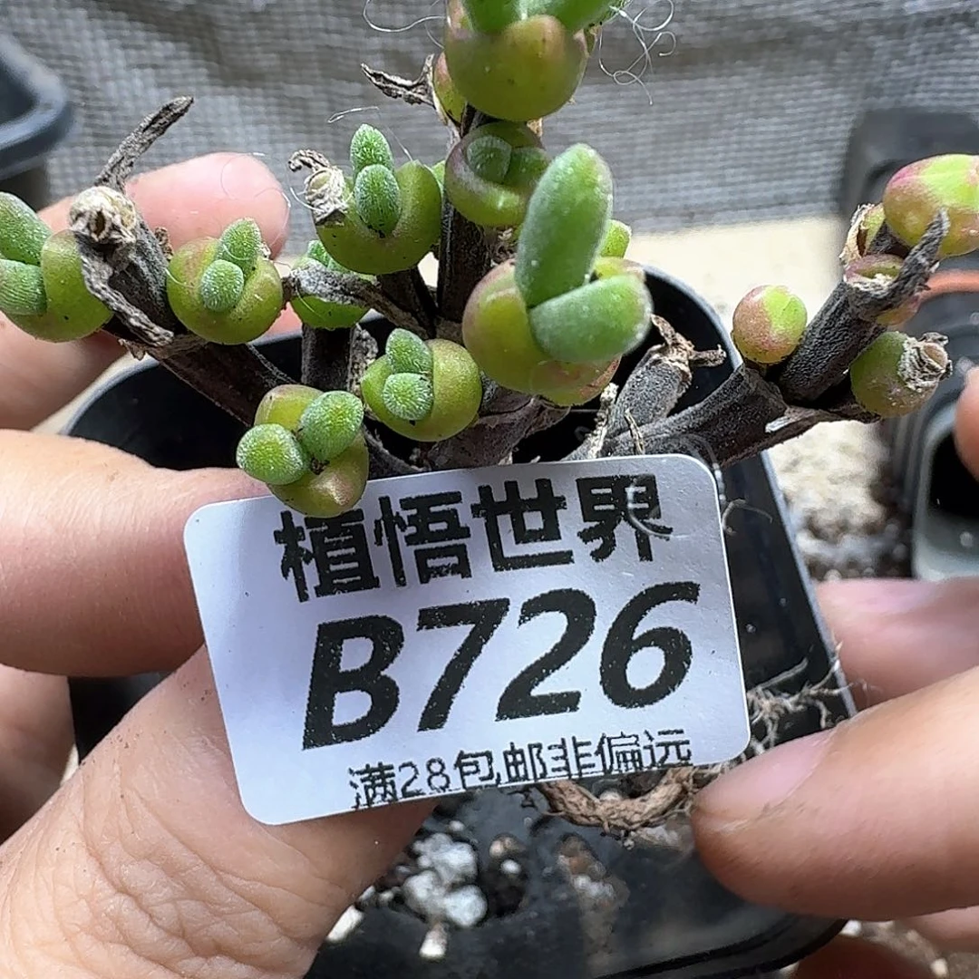 多肉植物的润泽fhjj
