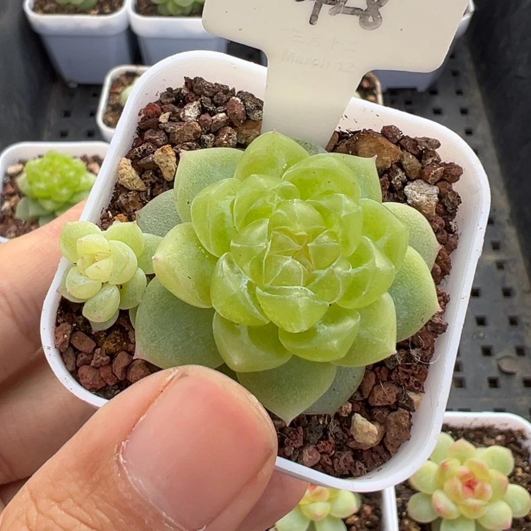 *****428号财富密码，晗雨