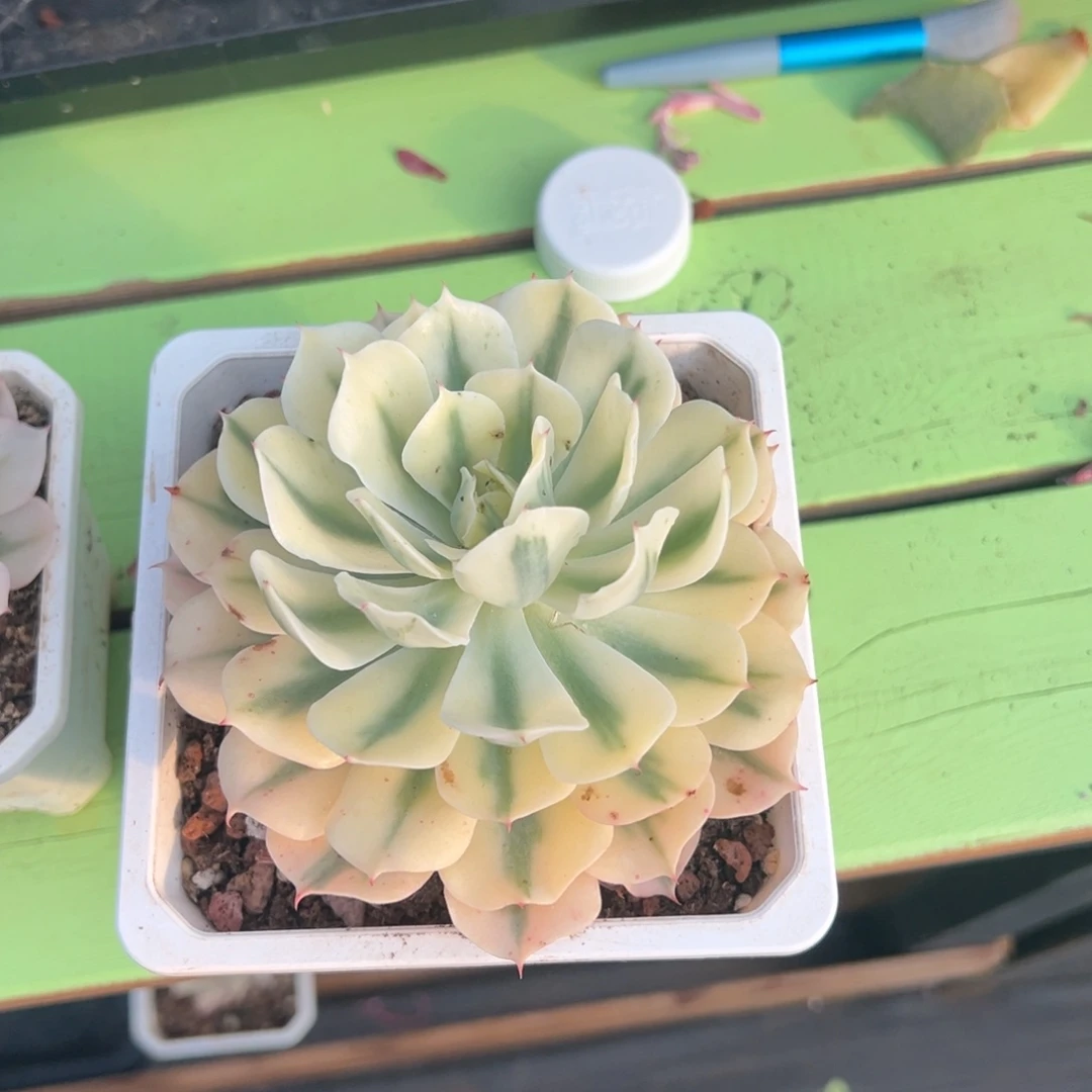 l***1海啸锦，覆轮锦12口盆