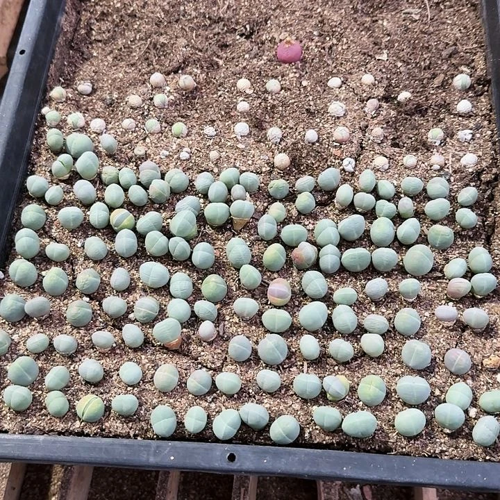 生石花1111。   535