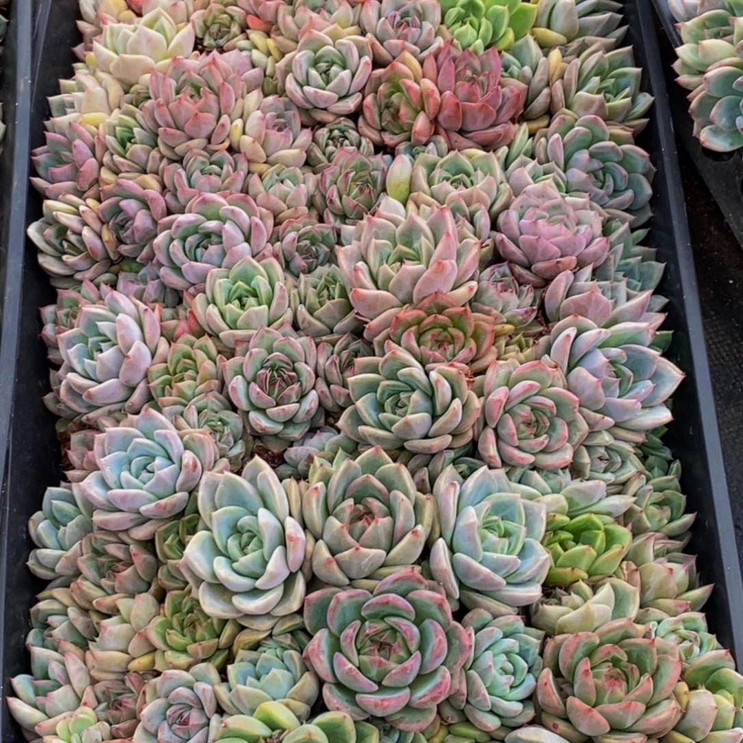 ৡ****325多肉植物保护研究所所长