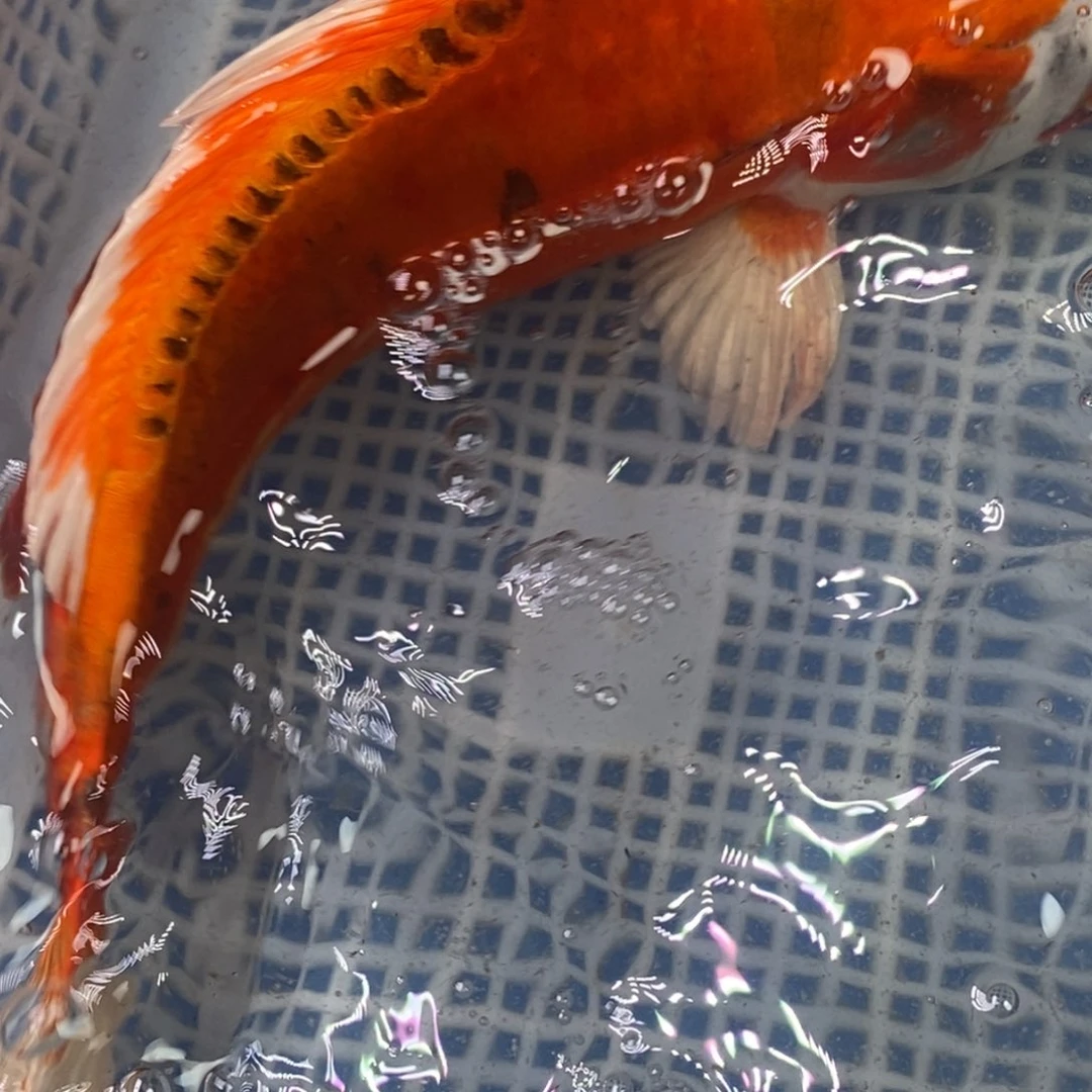 锦鲤冷水锦鲤包邮