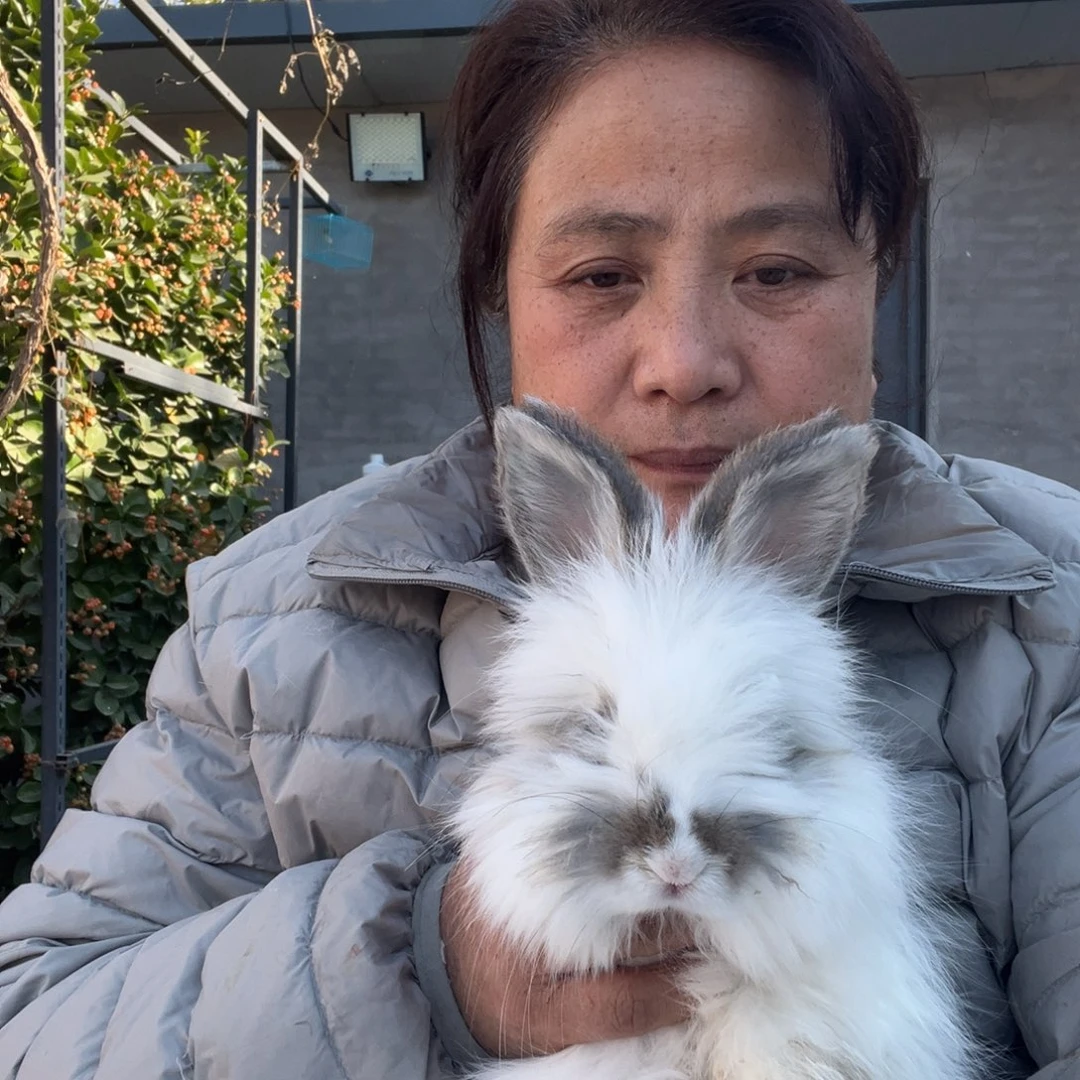 英系安哥拉宠物兔子