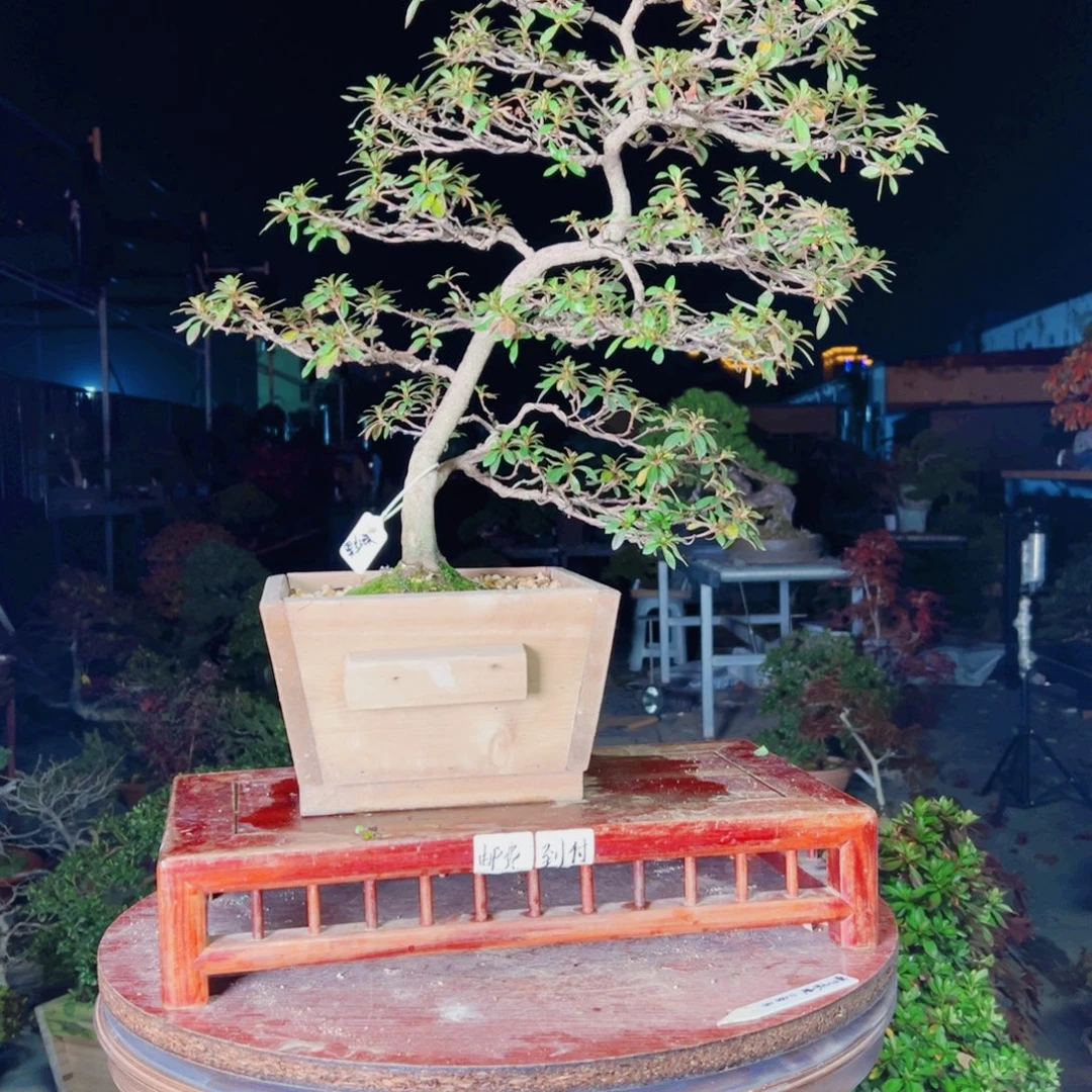 用***8完全开放杜鹃花的诗