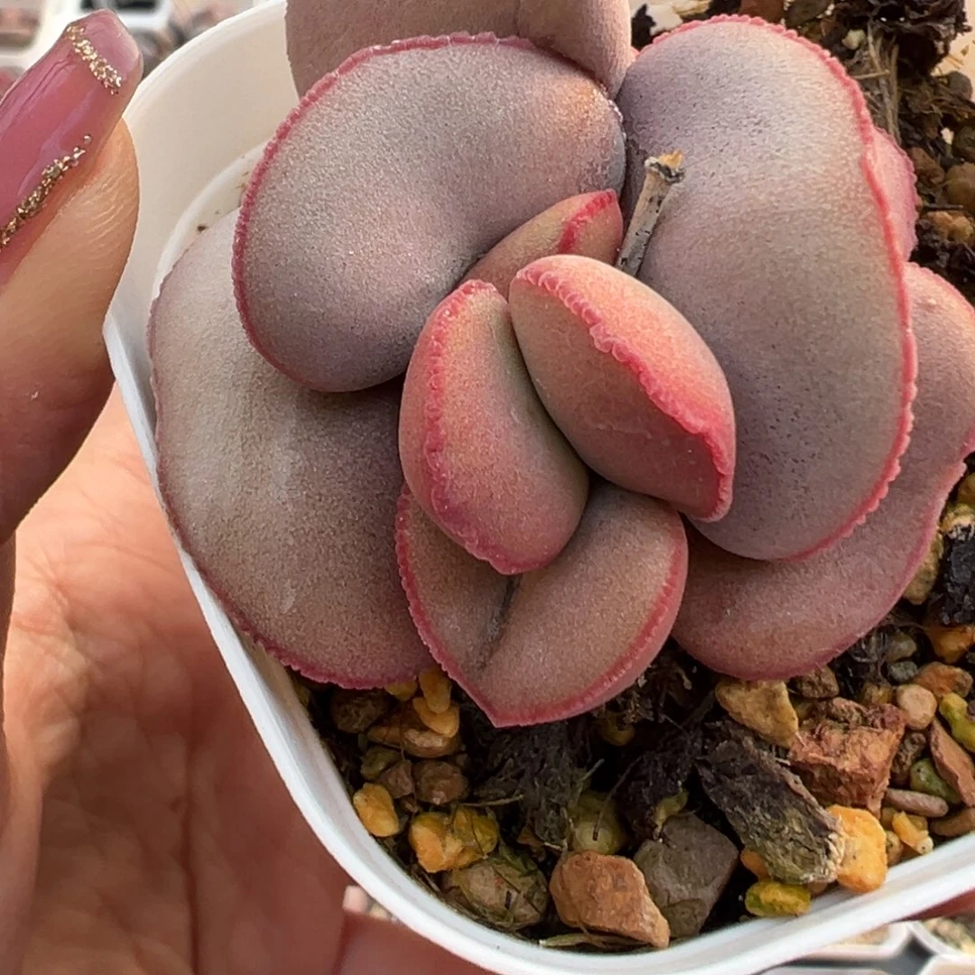 玫瑰花造型红蛋老桩多肉植物水泡