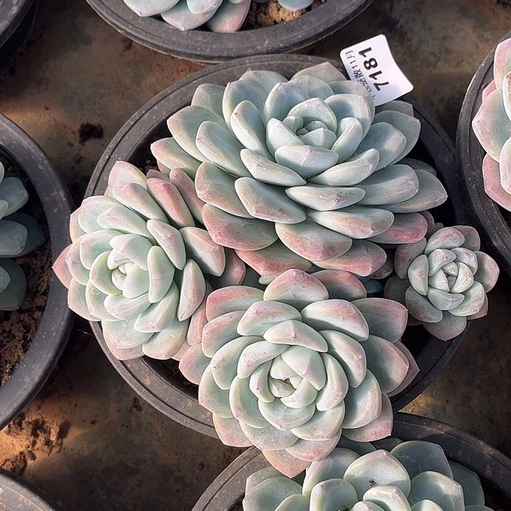 阿雅园艺。       7181