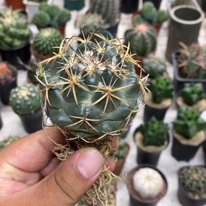 阳***好实生天丝象牙特价