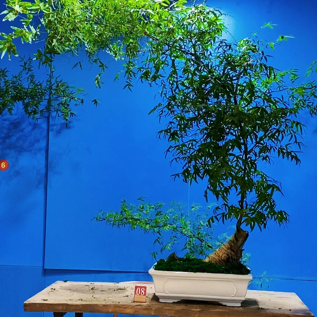 莫***稳小叶簕竹一物一拍