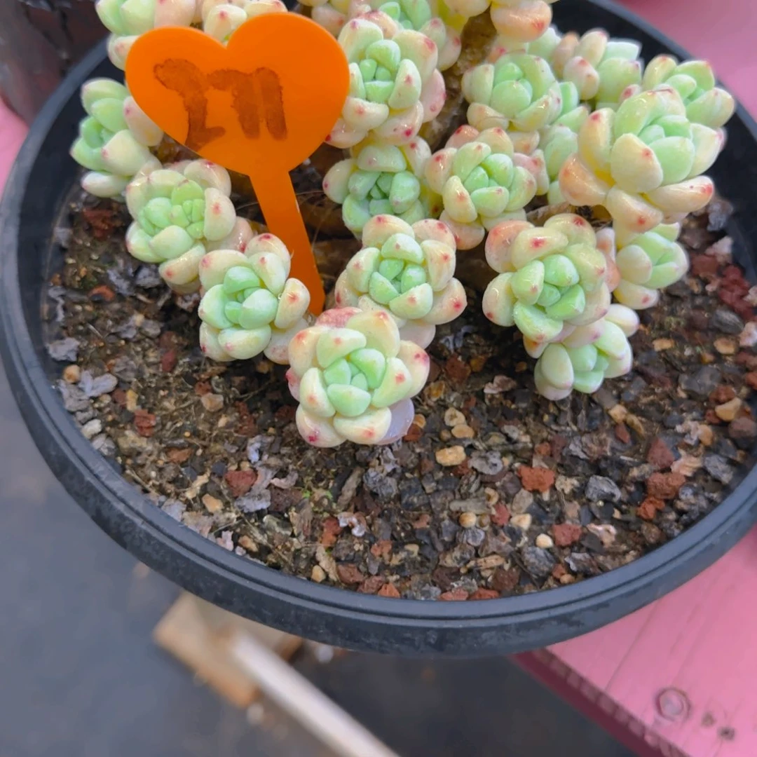 福**照271多肉植物一物一拍