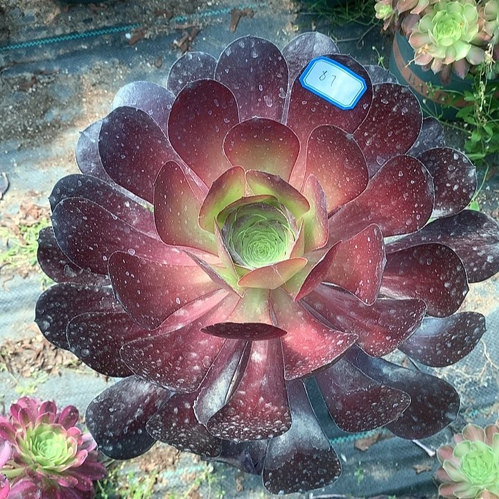 87无毒多肉植物保护