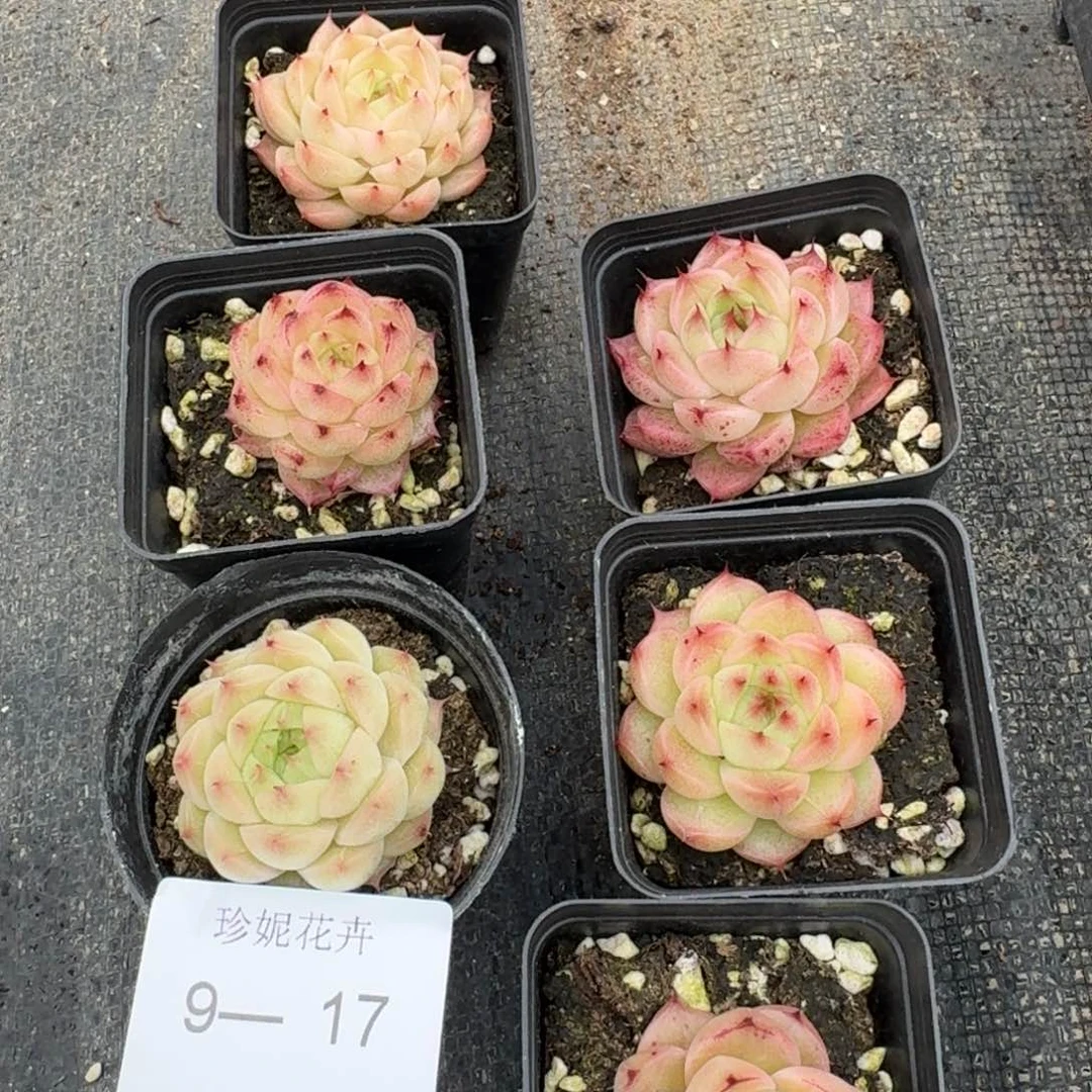 麦秆六颗量拍9-17