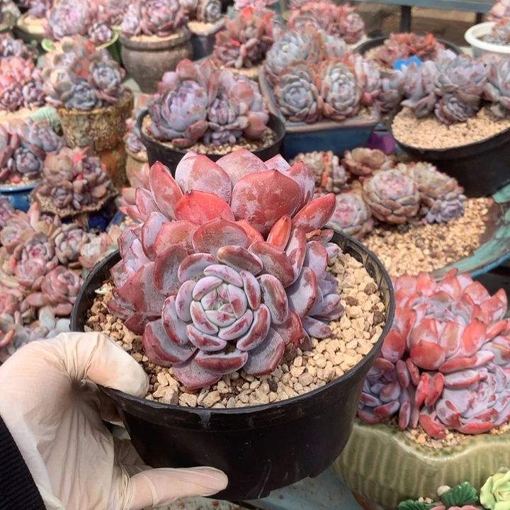 花花花花花花花花花