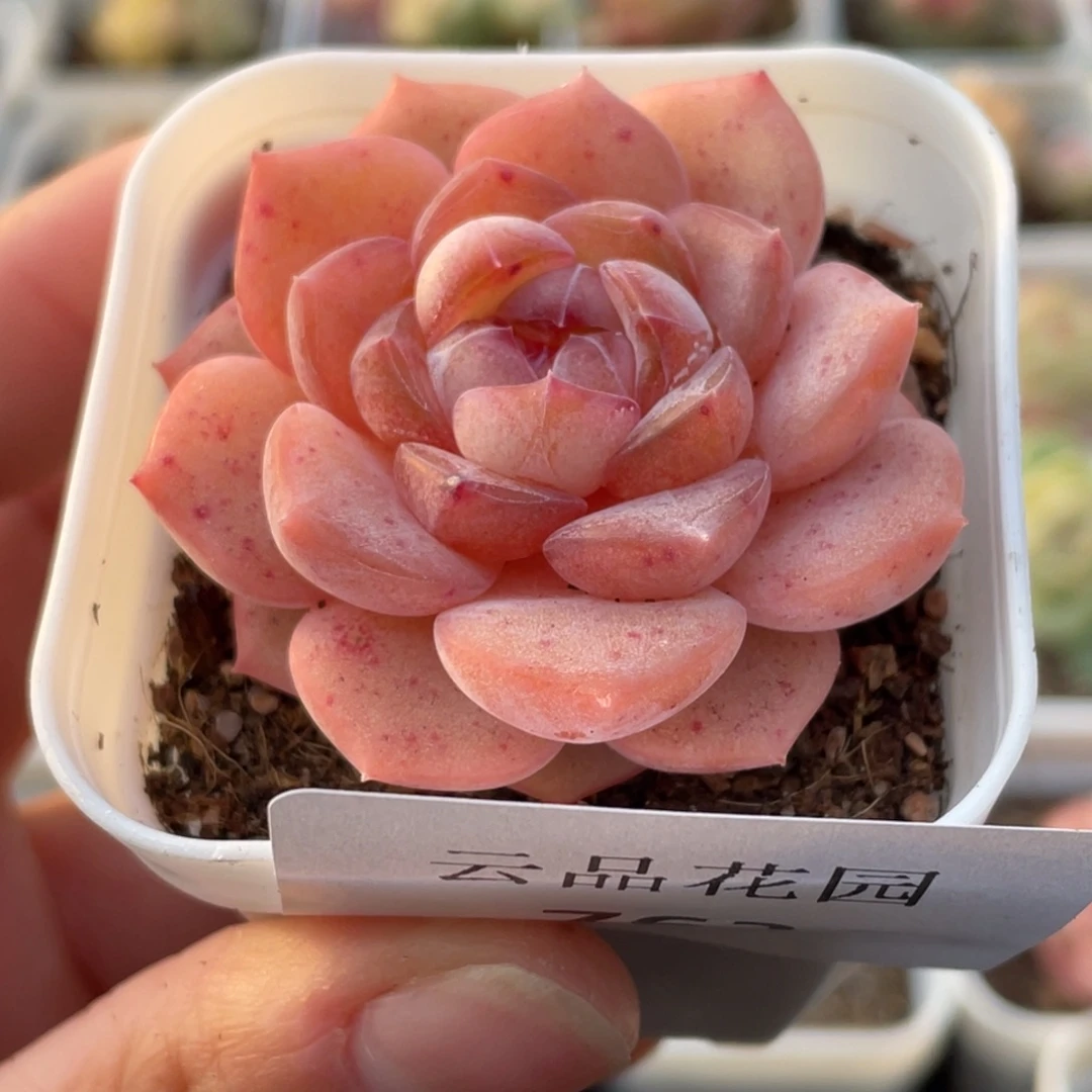 763号糖心冰心珍妮