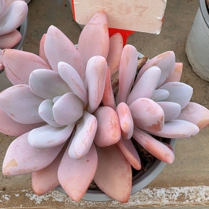 粉兔597多肉植物一物一拍