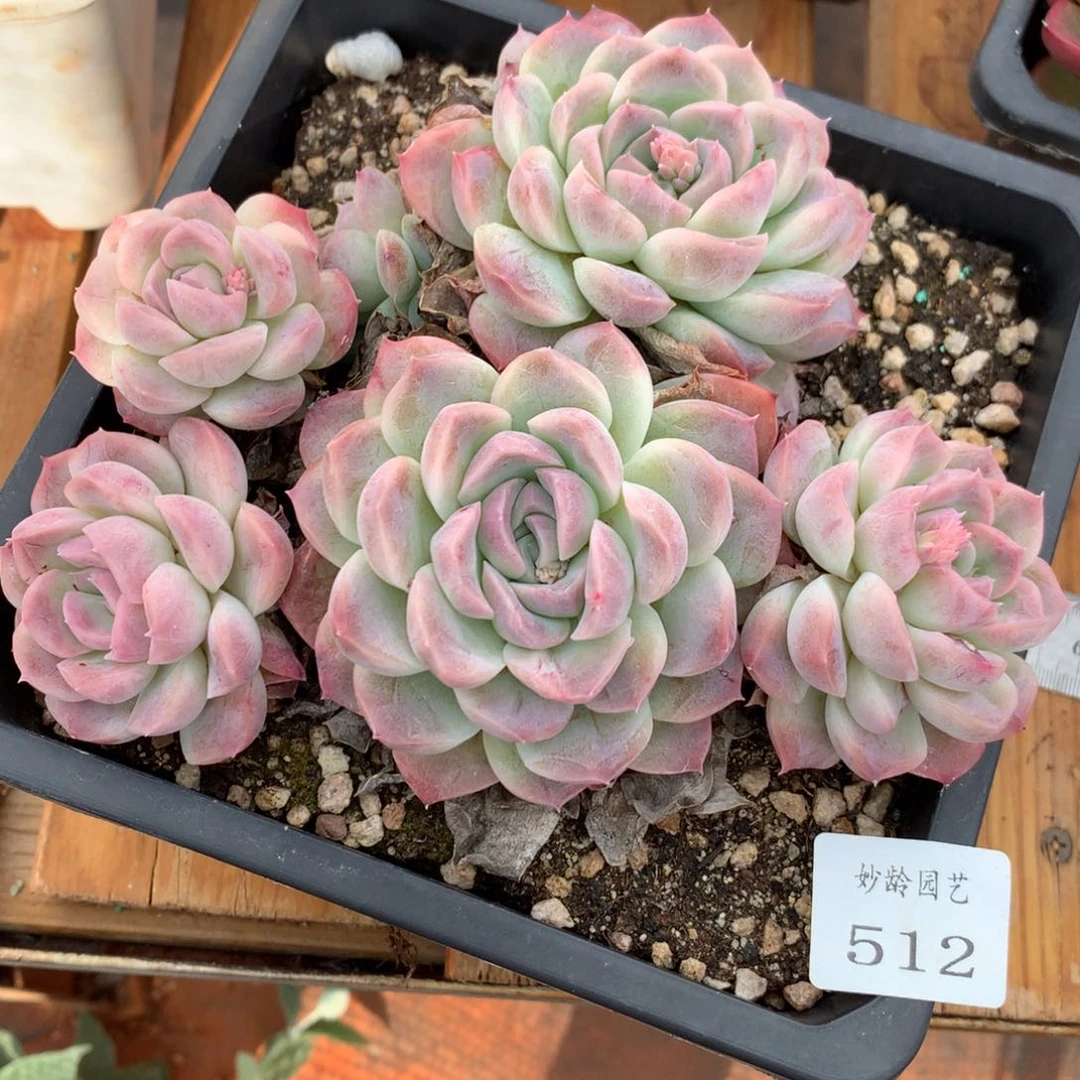 512杂交多肉老庄16冠