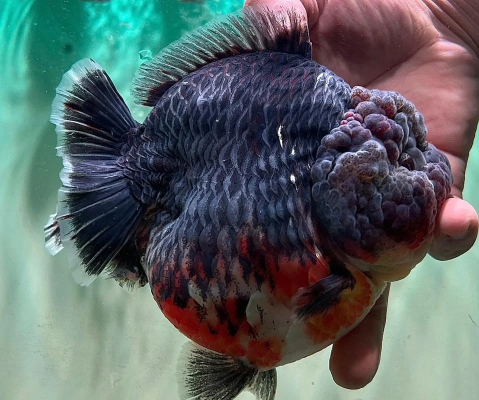 泰狮鱼苗专属链接