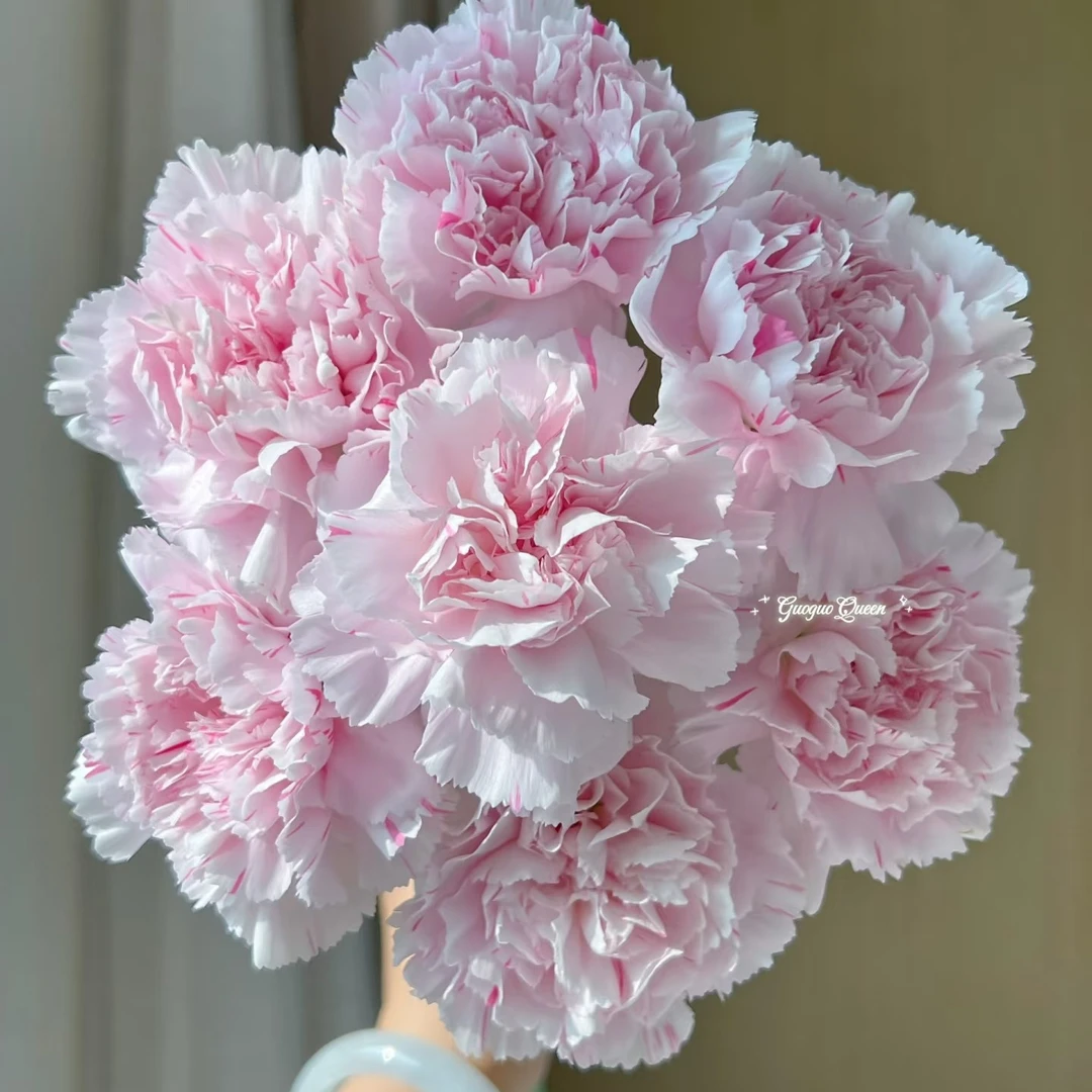 【礼情尤香康乃馨】不包邮一个运费任意拍  云南鲜花基地直发