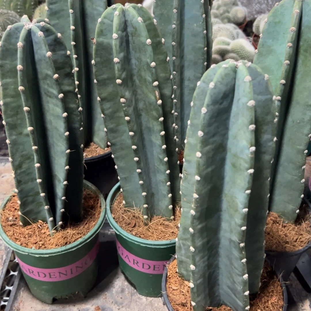 量天尺清理随机一颗