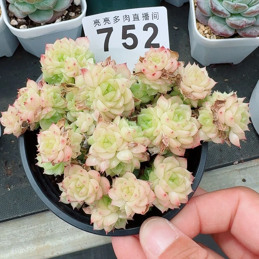 麦秆            精美多肉植物