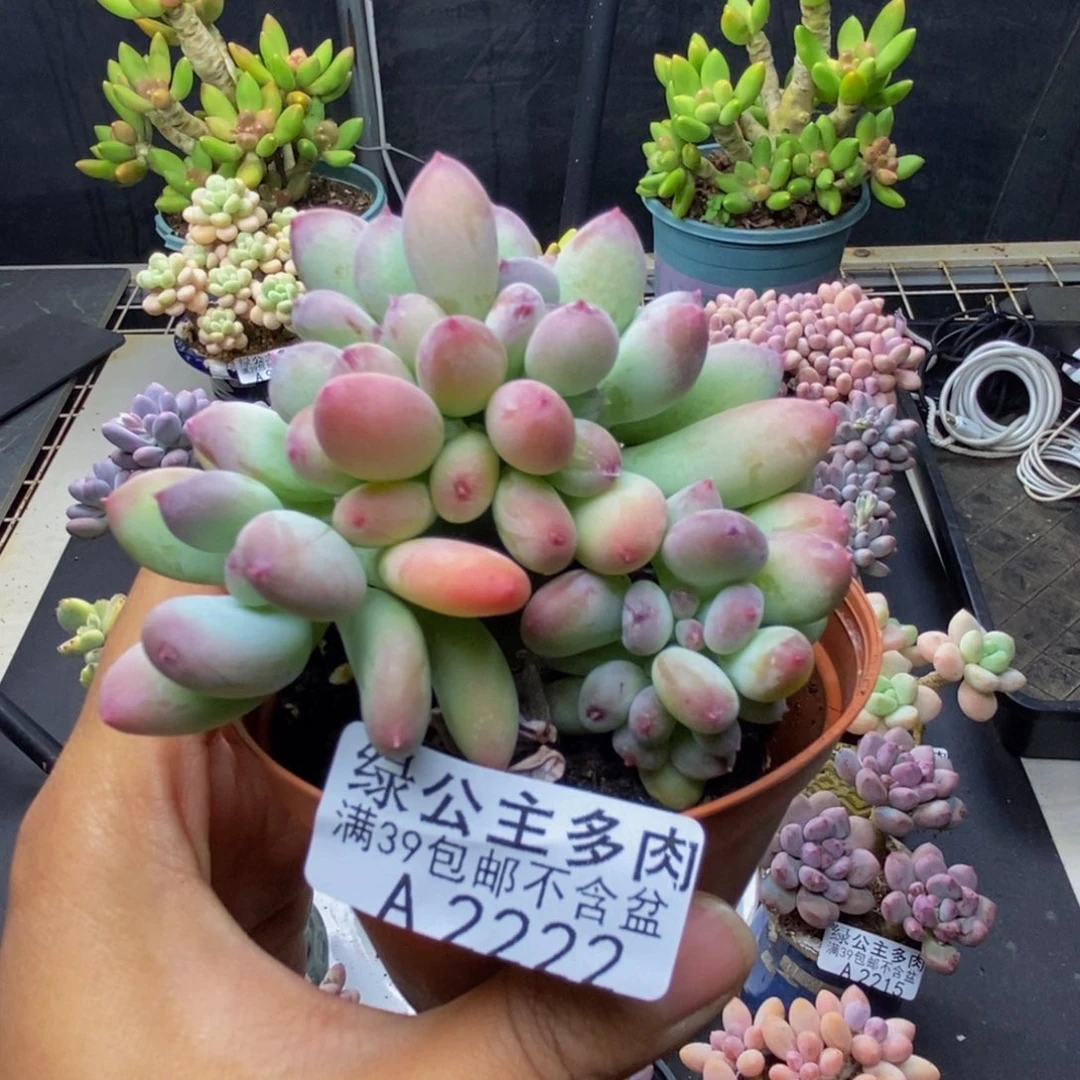 222苹果奶四代缀8c m