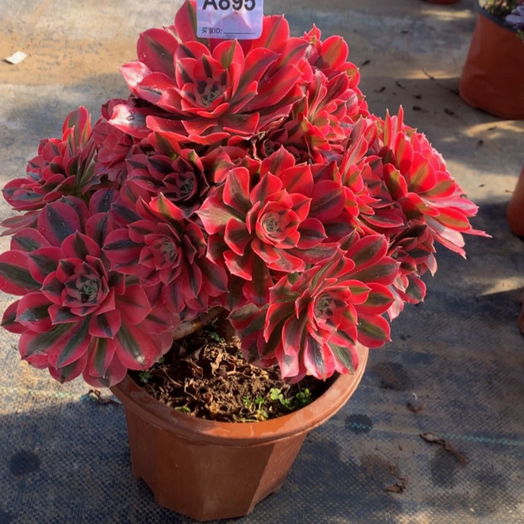 【闪购商品】895粉女巫