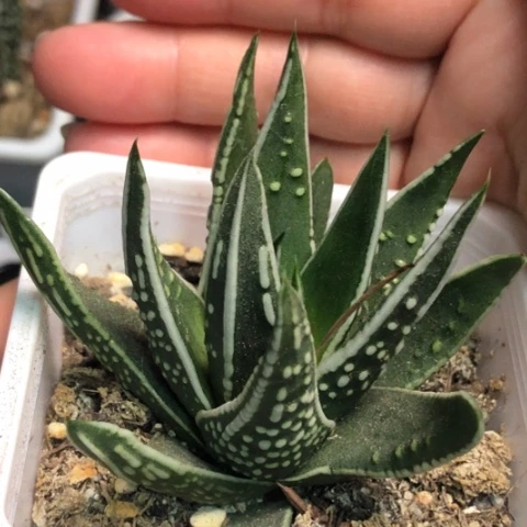 美系瑞鹤带盆发货