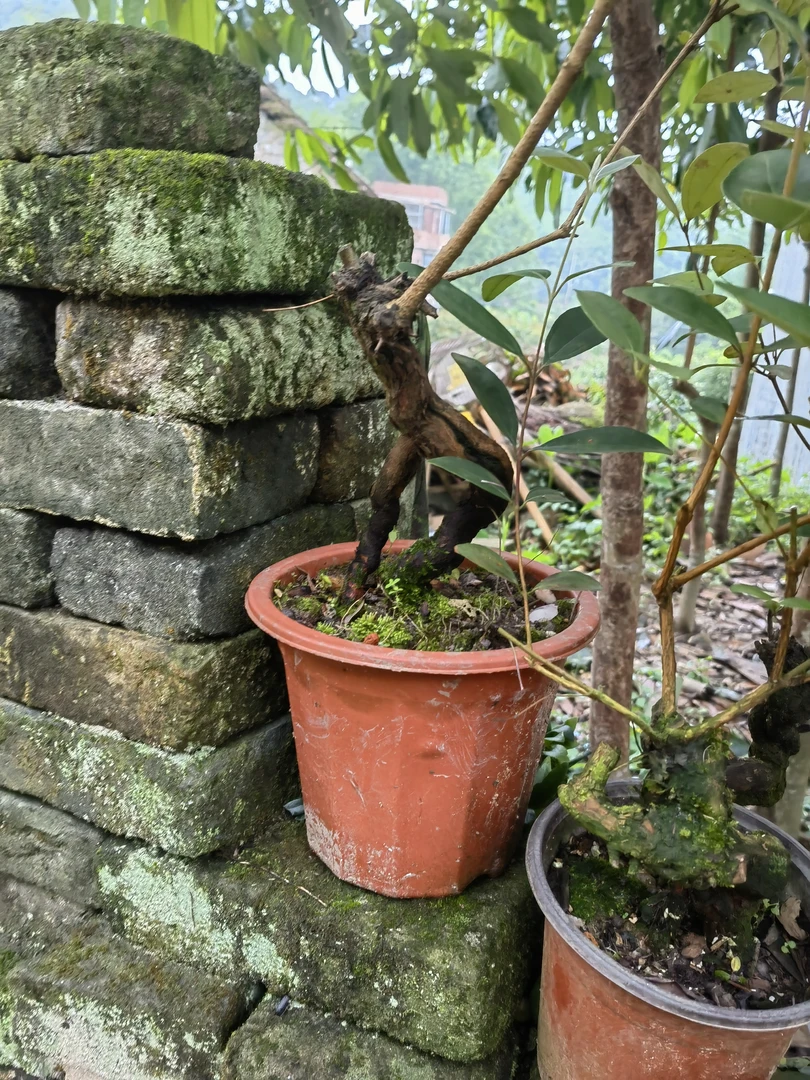 桃金娘盆景好种易活耐寒耐冻新手小白练手