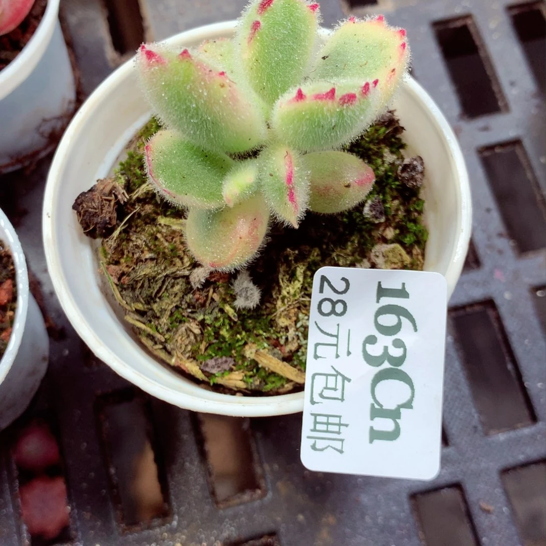 5厘米盆精控多肉163