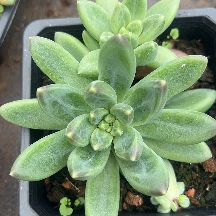 美人一物一拍特福利