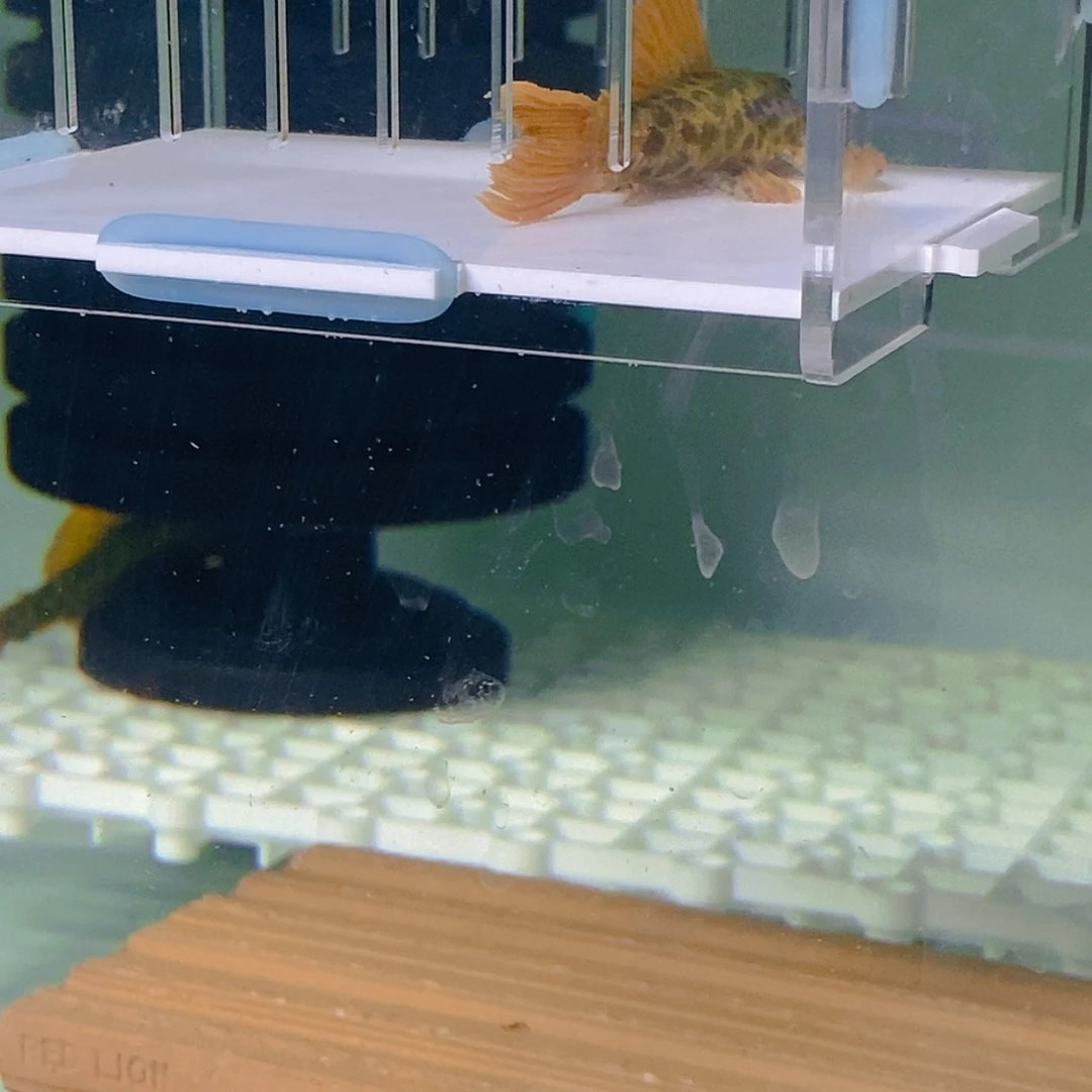 清道夫鱼帝王血钻21号