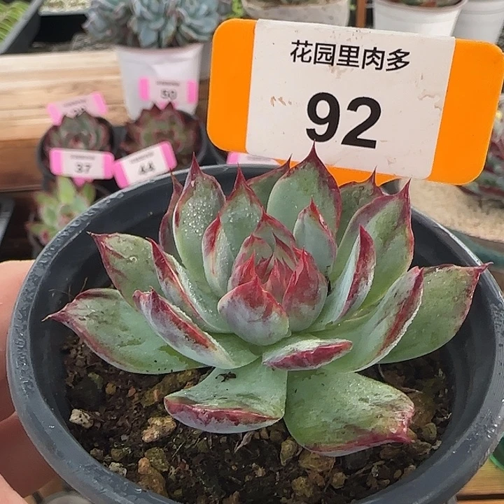 92 惊鸿仙子多肉植物