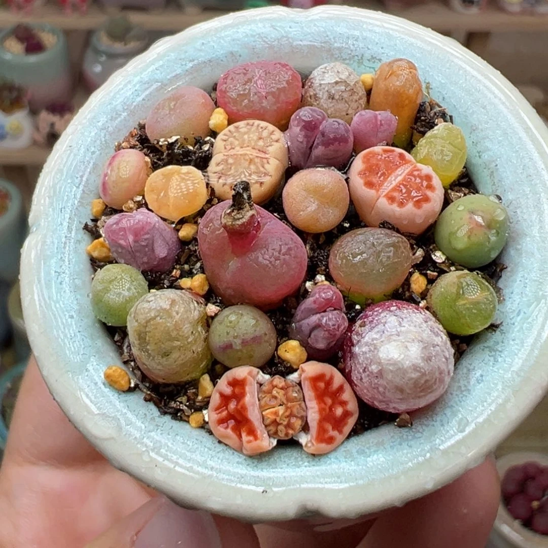 多肉植物8号福利