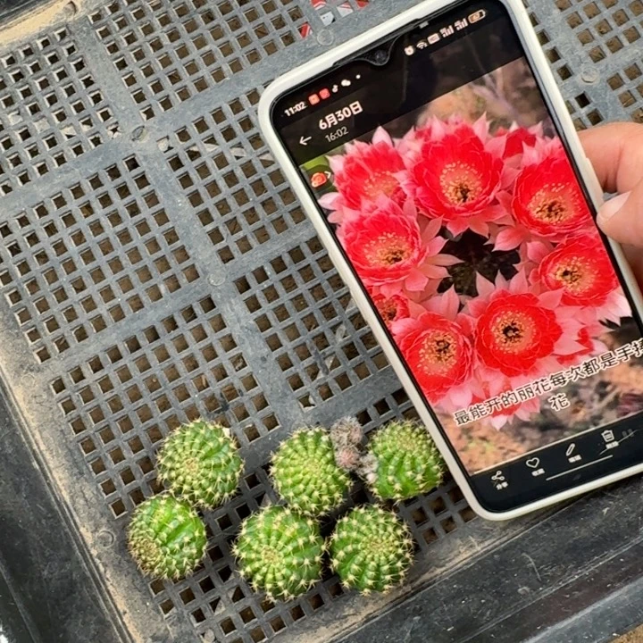 261丽花rw2歪2到3公分左右无根侧牙，20包邮