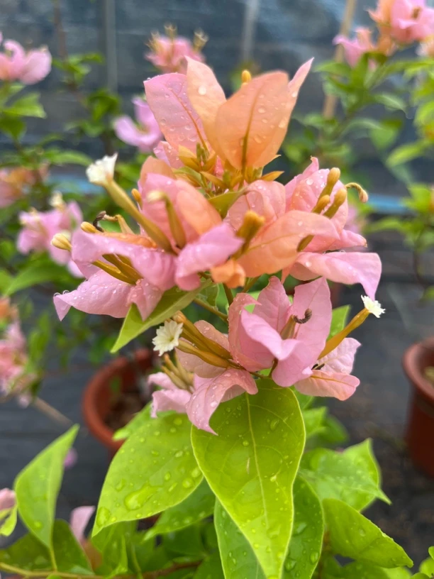 【鑫发展】一物一拍 A25.8