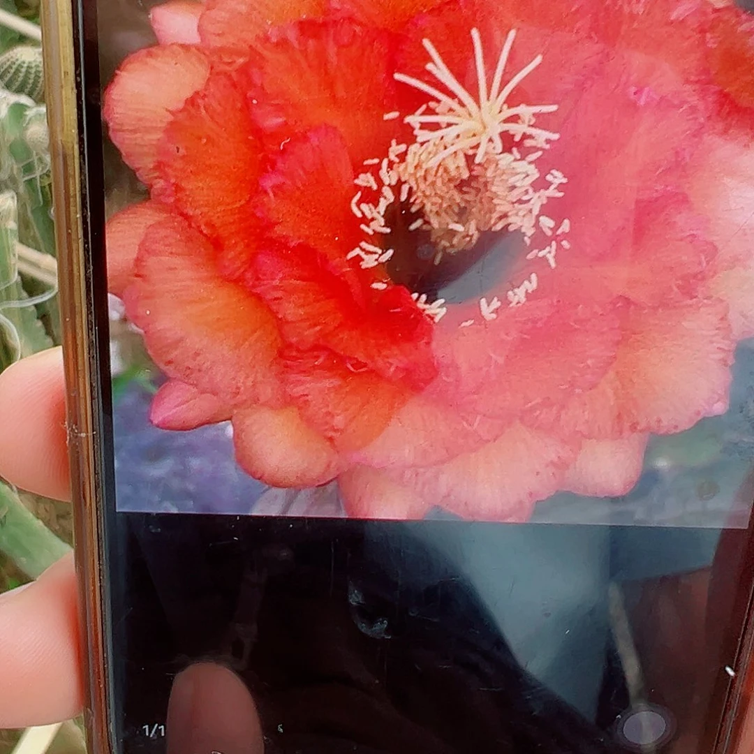 毛花柱 ts100侧芽 满20包邮