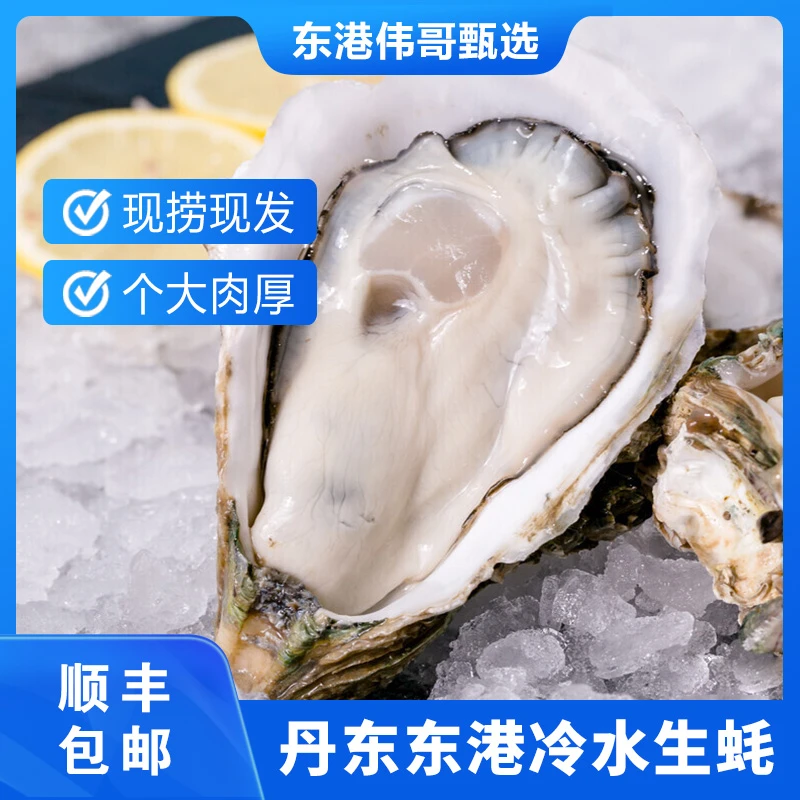 【东港冷水鲜活生蚝】买5斤送5斤正宗丹东东港冷水蚝新鲜发货