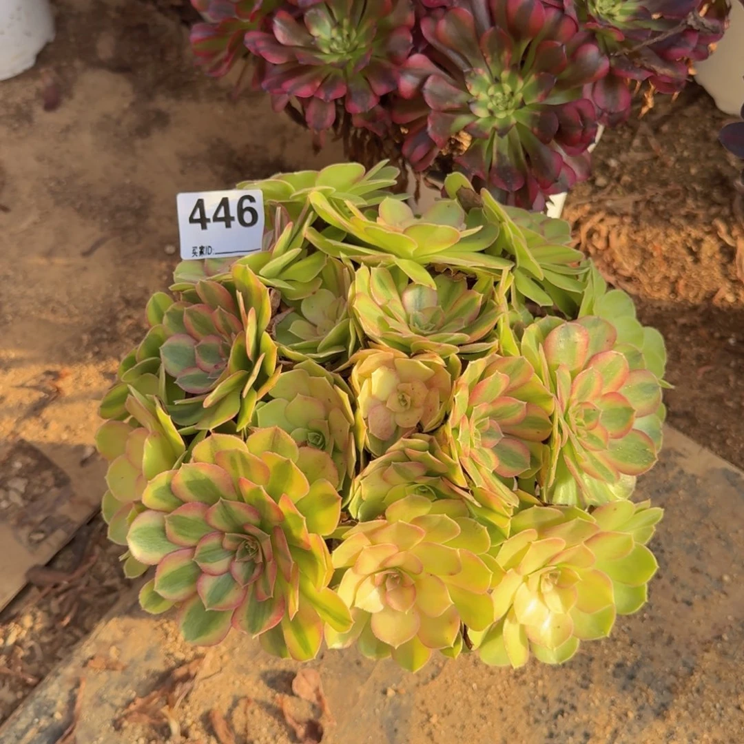 446雨荷多肉植物