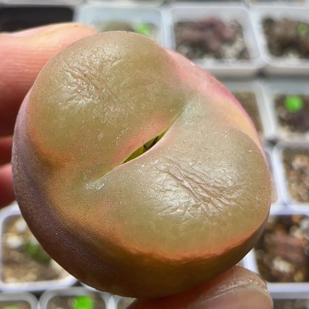 2.7瑕疵多肉植物490