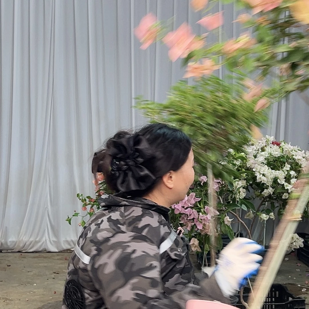 宁***宁大部分花苞少量开放B76卡亚塔