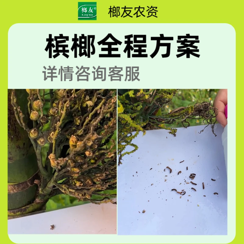 【直播专属】榔友水溶肥根据情况不同选择配药