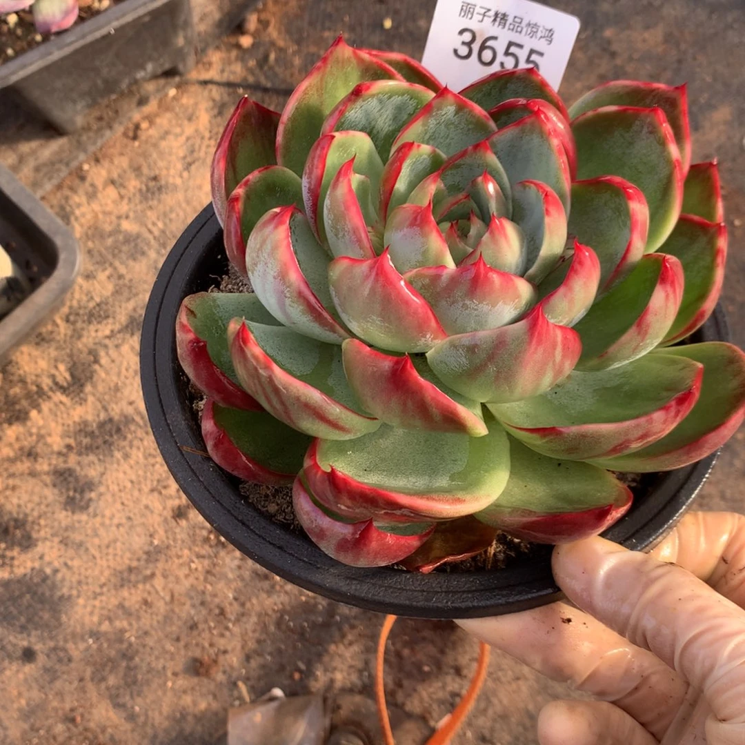 朱***儿3655一物一拍13厘米