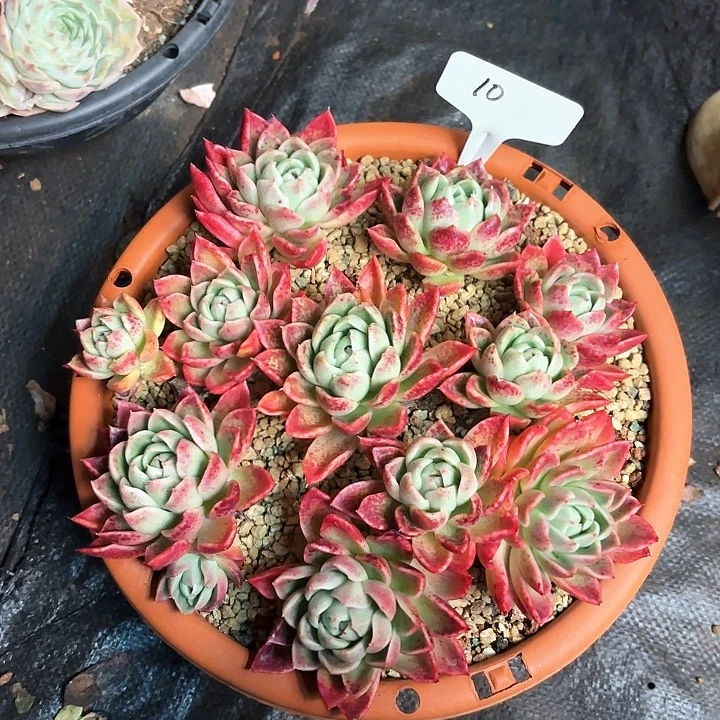 多肉植物，红女巫10号