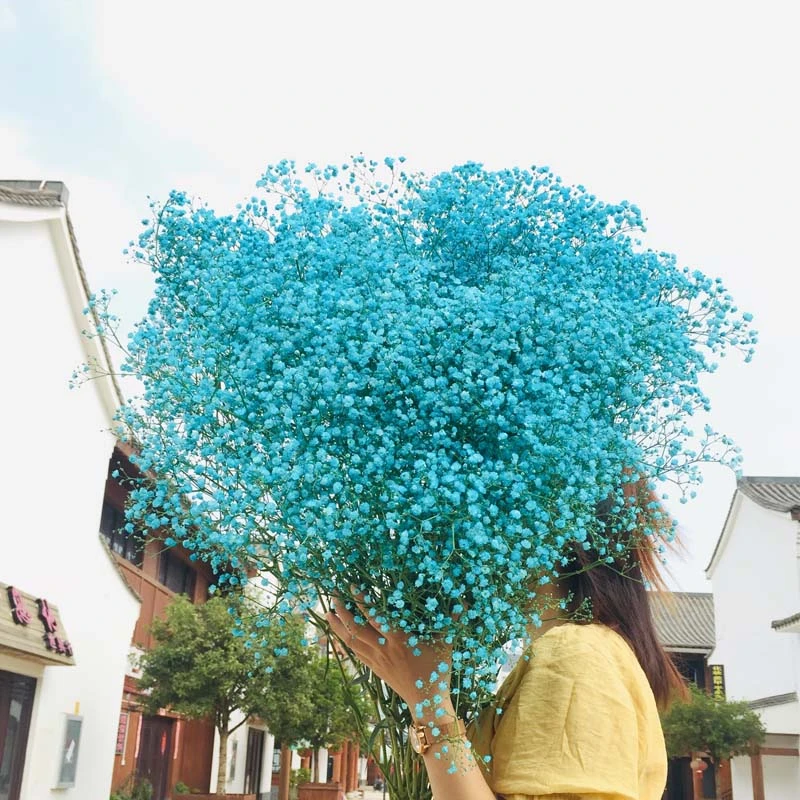 满天星鲜花花束多种颜色真花新鲜发货可自然风干摆放久