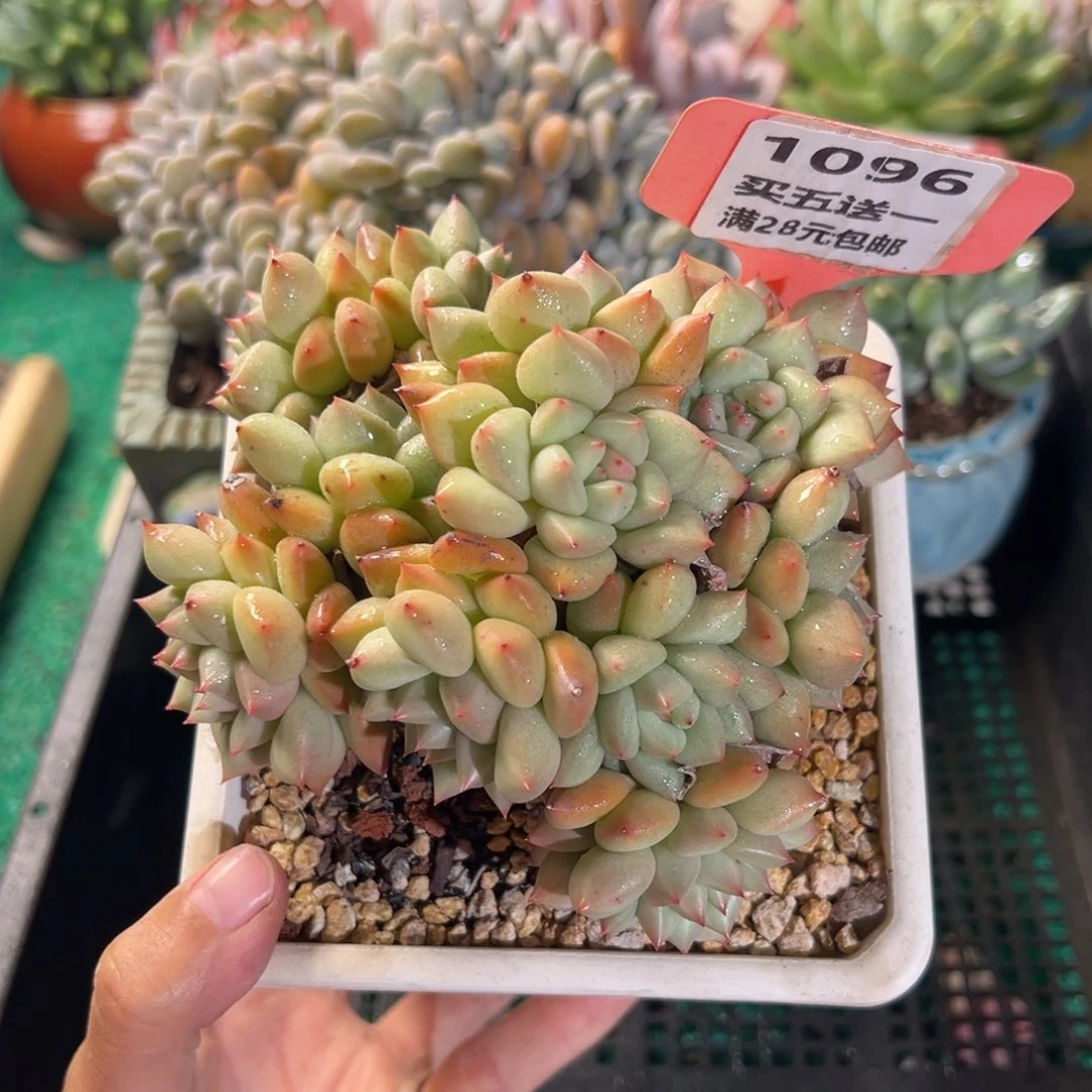 表妹精品多肉植物1096.