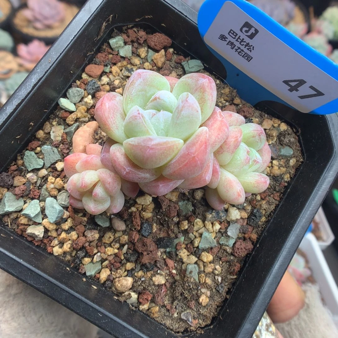 47三头冰玉多肉植物