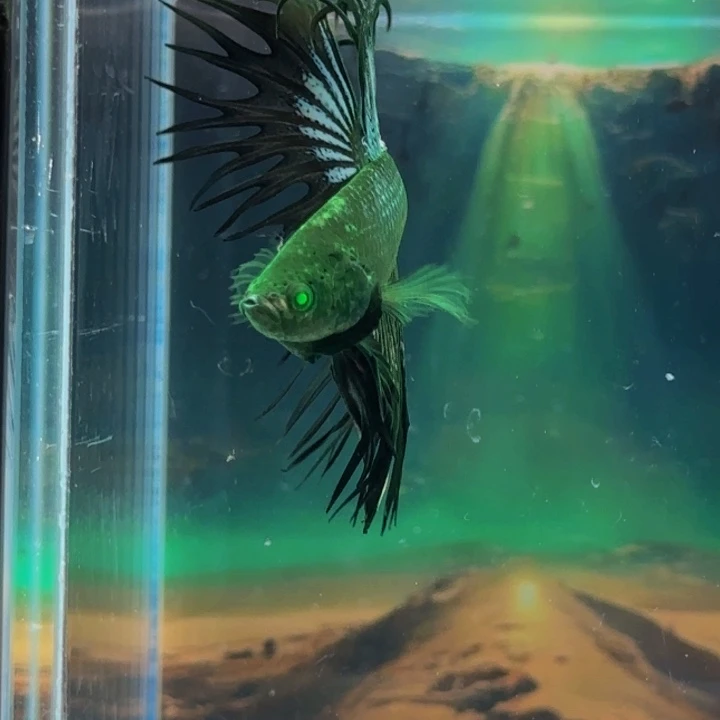 紫印母鱼我会有这么大