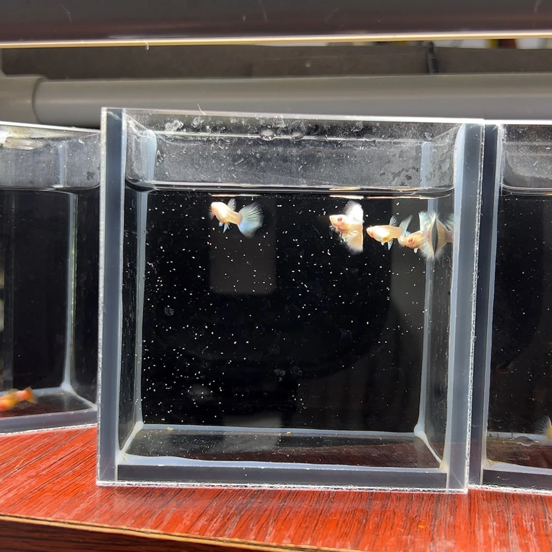 孔雀鱼白金欧翼飞船两对