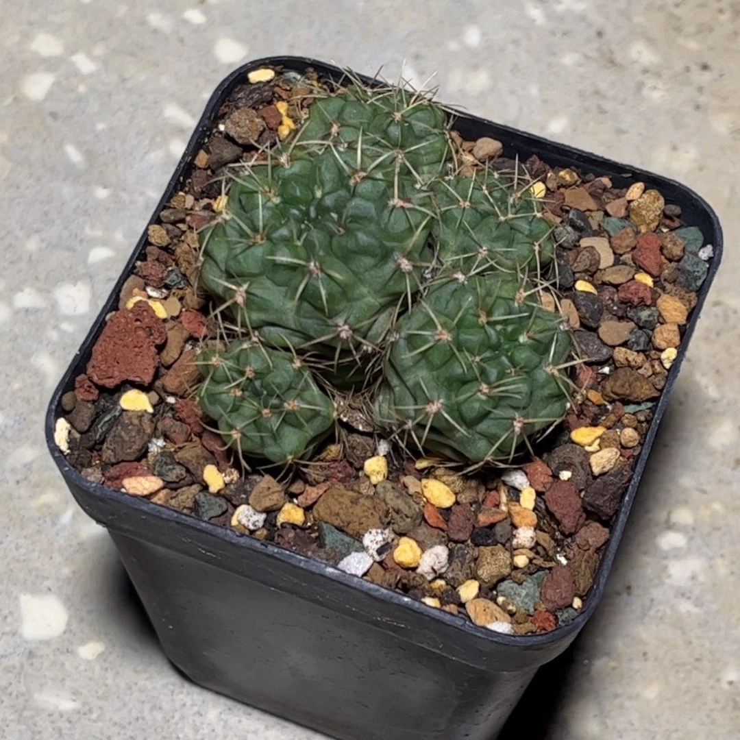 实生带盆发货吧台